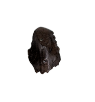 Troodon Tooth, Hell Creek Formation