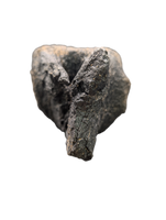Stegosaurus Caudal Vertebra