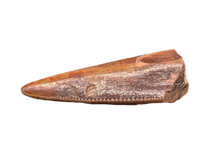 Postosuchus (Rauisuchid) Tooth, Bull Canyon Formation