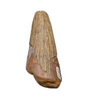 Pliosaur (Polyptychodon) Tooth. Early Cretaceous Period, England.