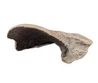 Tyrannosaur Ankle Bone, Two Medicine Formation