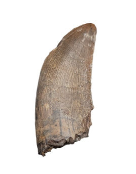 Tyrannosaurus Rex Tooth