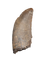 Tyrannosaurus Rex Tooth