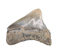 Megalodon Posterior Tooth