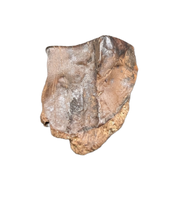 Triceratops Tooth