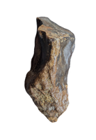 Torosaurus? Tooth