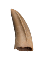 Majungasaurus Pre-Max Tooth