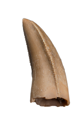 Majungasaurus Pre-Max Tooth