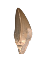 Phytosaur Dentary Tooth, Chinle Formation