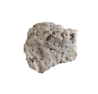 Phytosaur Armor Scute, Chinle Formation