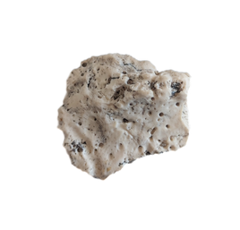 Phytosaur Armor Scute, Chinle Formation