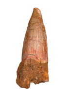 Spinosaurus Tooth