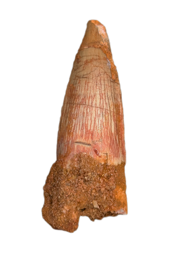 Spinosaurus Tooth