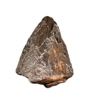 Tyrannosaurus Rex Tooth