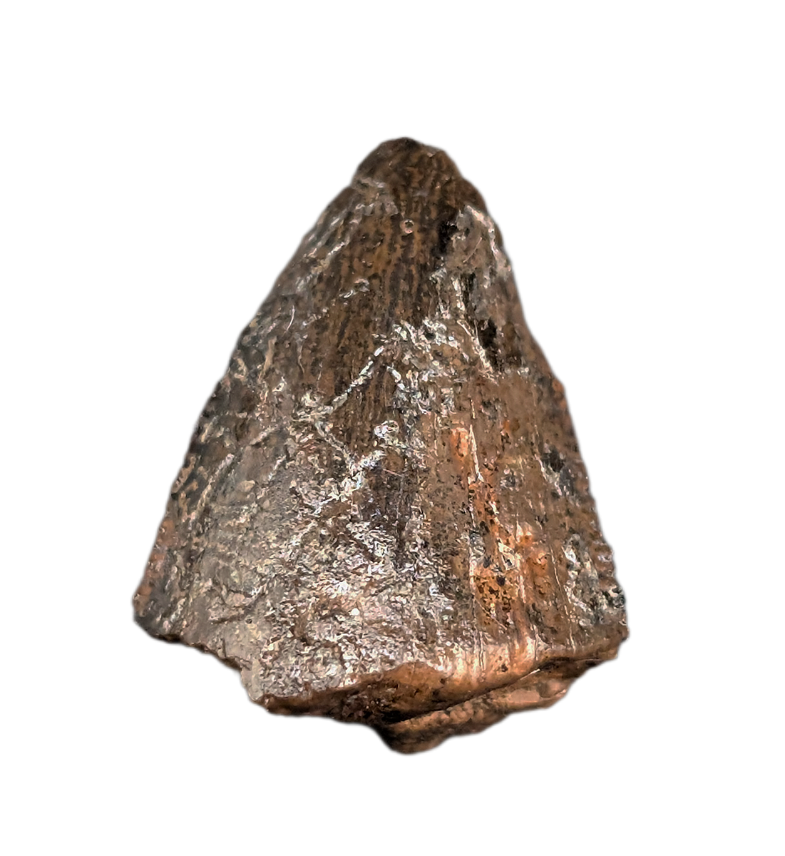 Tyrannosaurus Rex Tooth| The Daily Rex