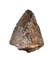 Tyrannosaurus Rex Tooth