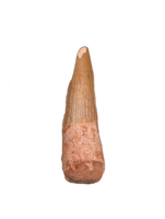 Spinosaurus Tooth