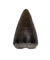 Champsosaurus Tooth, Hell Creek