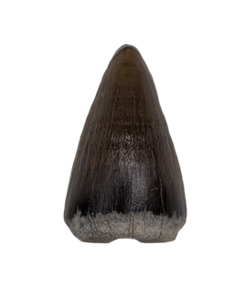Champsosaurus Tooth, Hell Creek