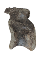 Allosaurus Vertebra, Morrison Formation