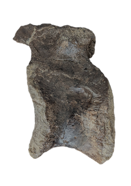 Allosaurus Vertebra, Morrison Formation