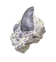 Allosaurus Tooth,  Morrison Formation