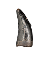 Nanotyrannus Tooth