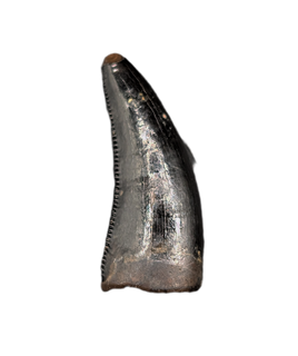 Nanotyrannus Tooth