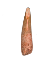 Spinosaurus Tooth