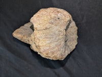 Camarasaurus Astralagus