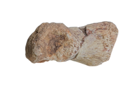 Phytosaur Toe