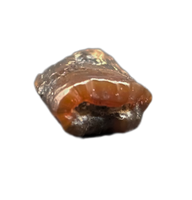 Unknown Theropod Tooth, Bissekty Formation, Uzbekistan