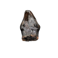 Thescelosaurus Pre Max Tooth from the Hell Creek Formation of