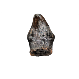 Thescelosaurus Pre Max Tooth from the Hell Creek Formation of