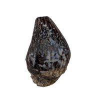 Thescelosaurus Pre Max Tooth from the Hell Creek Formation
