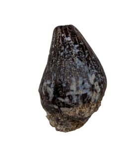 Thescelosaurus Pre Max Tooth from the Hell Creek Formation
