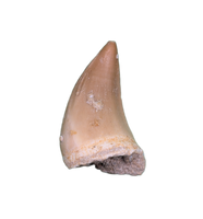 Halisaurus (Mosasaur) Tooth