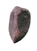 Maiasaura Calcaneus (ankle bone), Two Medicine Formation