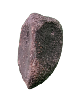 Maiasaura Calcaneus (ankle bone), Two Medicine Formation