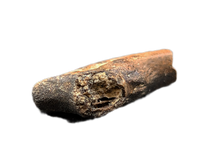 Anzu Foot Claw, Hell Creek Formation