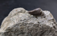Allosaurus Tooth,  Morrison Formation