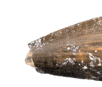 Suchomimus Tooth with Some Visible Serrations
