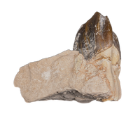 Titanothere(Megacerops) Tooth
