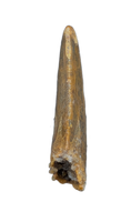 Deltadromeus(?) Tooth, Kem Kem, Morocco