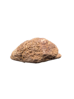 Edmontosaurus Claw (Ungal), Hell Creek Formation
