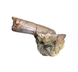 Allosaurus Tooth with Crocodile Tooth,  Morrison Formation