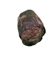 Ichthyovenator Tooth (Rare Spinosaurid), Early Cretaceous