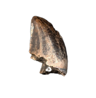 Baby Tyrannosaurus Rex Tooth