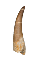 Plesiosaur (Zarafasaura) Tooth