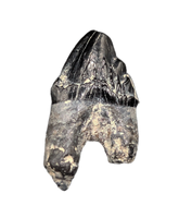 Archaic Whale Tooth (Agorophius?), 29-30 Million Years Old